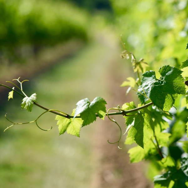 Les vignobles du Languedoc Roussillon - Aubert et Mathieu